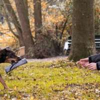 Begleitung Tierschutzhund