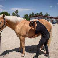 Pferdephysiotherapeutische Behandlung