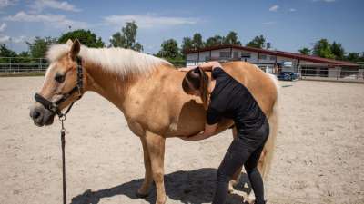 Pferdephysiotherapeutische Behandlung