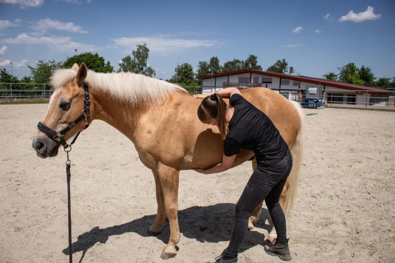 Pferdephysiotherapeutische Behandlung