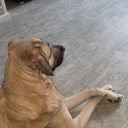 Asha