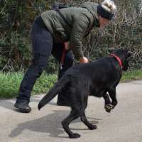 Prüfungsvorbereitung für Hundetrainer