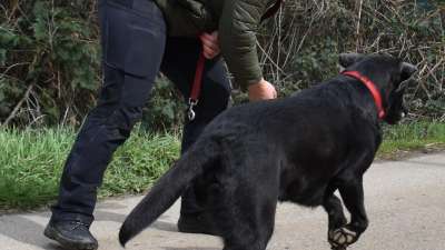 Prüfungsvorbereitung für Hundetrainer