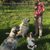 Sachkundelehrgang Hundehaltung mit Prüfung nach TierSchG §11 Abs. 1 Nr 3, 5, 8a inkl. Transportschulung