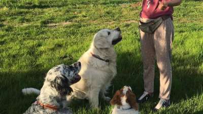 Sachkundelehrgang Hundehaltung mit Prüfung nach TierSchG §11 Abs. 1 Nr 3, 5, 8a inkl. Transportschulung