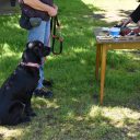 Prüfungsvorbereitung für Hundetrainer