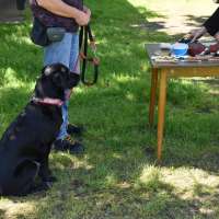 Prüfungsvorbereitung für Hundetrainer