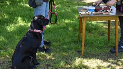 Prüfungsvorbereitung für Hundetrainer