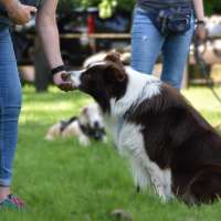 Hundetrainer Ausbildung