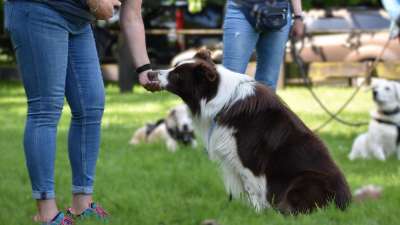 Hundetrainer Ausbildung