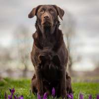 Trude
