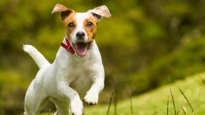 Modul 1 - Verhalten richtig deuten - Die 4 Grundmotivationen des Hundes