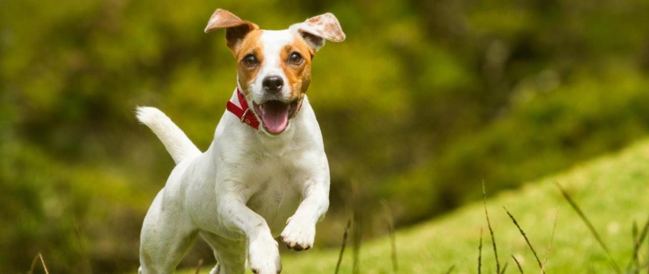 Modul 1 - Verhalten richtig deuten - Die 4 Grundmotivationen des Hundes