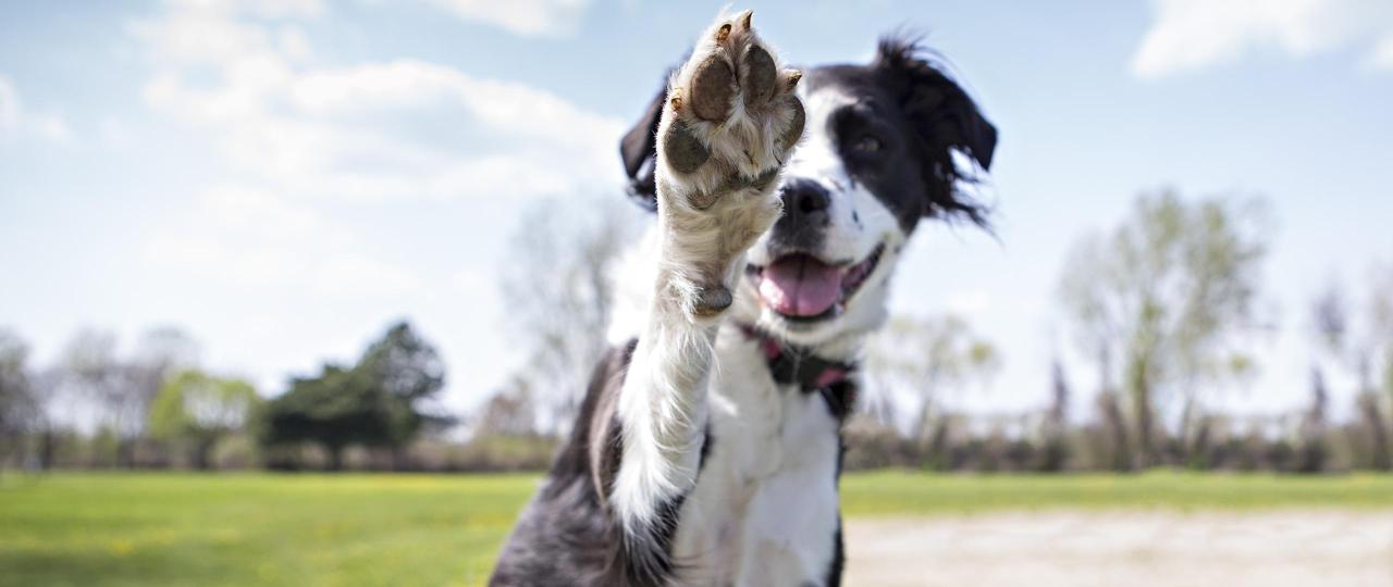 Modul 2 - Wie wirkt der andere Hund? - Visuelle Kommunikation