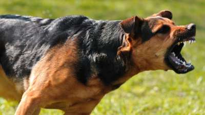 Modul 4 - Was will dir dein Hund mitteilen? - Auditive Kommunikation