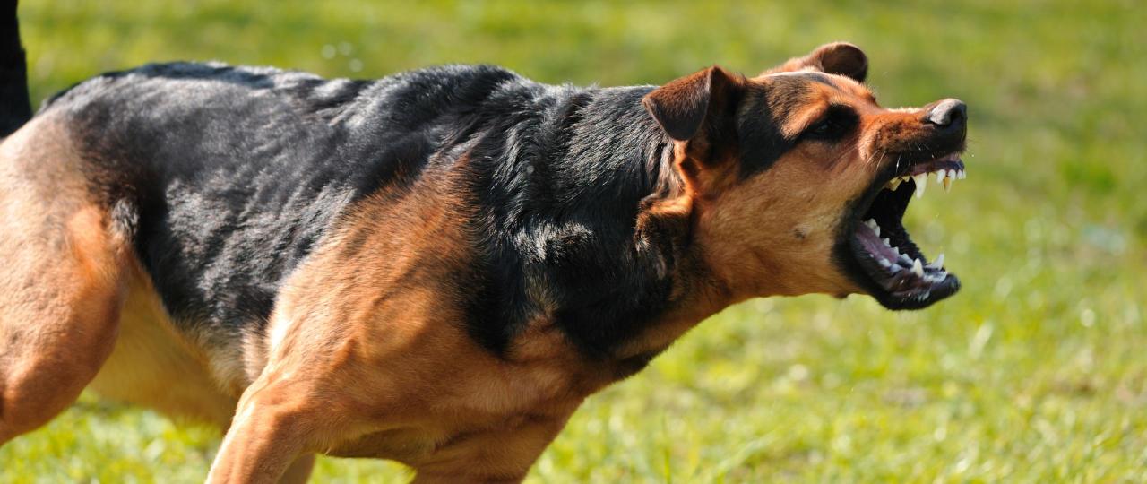 Modul 4 - Was will dir dein Hund mitteilen? - Auditive Kommunikation