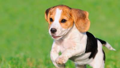 Modul 6 - Der perfekte Rückruf, damit dein Hund sofort zu dir kommt, wenn du ihn rufst!