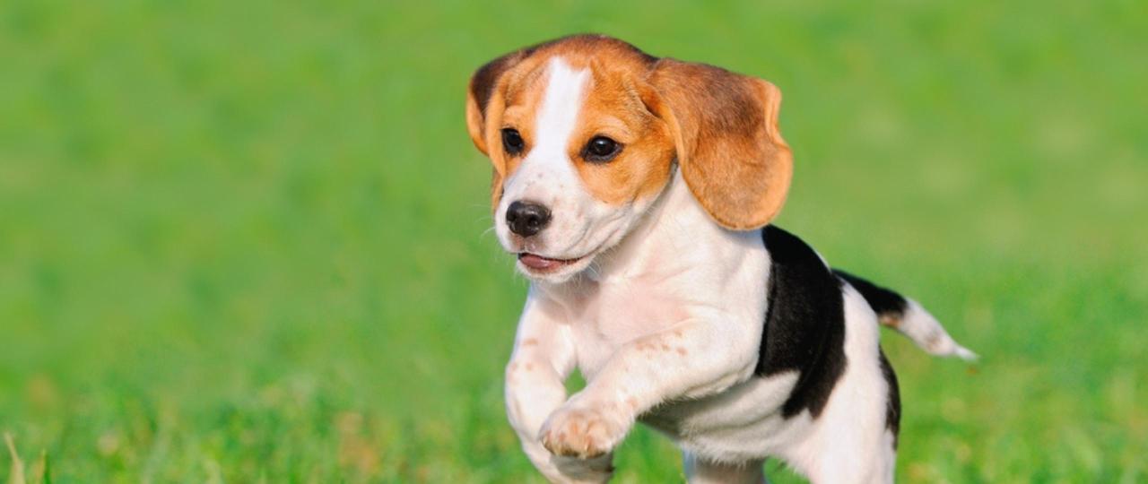 Modul 6 - Der perfekte Rückruf, damit dein Hund sofort zu dir kommt, wenn du ihn rufst!