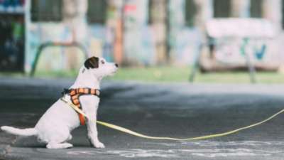 Modul 7 - Wie dein Hund an seiner Position bleibt - Ein felsenfestes Bleib-Signal