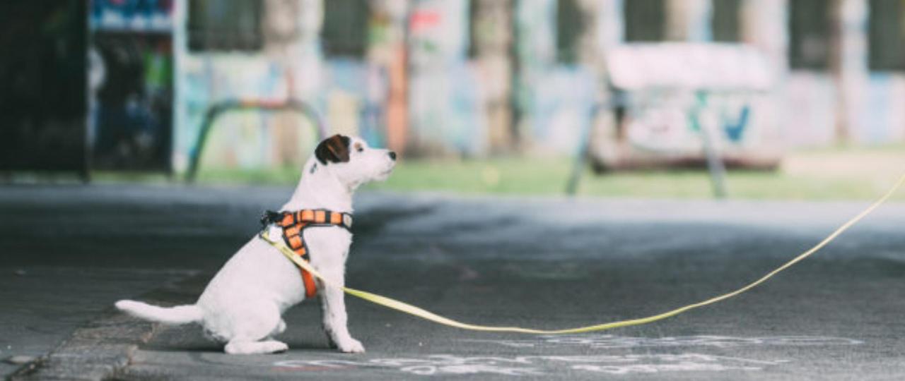 Modul 7 - Wie dein Hund an seiner Position bleibt - Ein felsenfestes Bleib-Signal