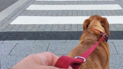 Modul 8 - Wie du deinen Hund richtig an der Leine führst - Leinenführigkeit