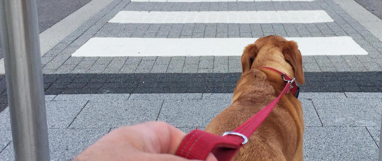 Modul 8 - Wie du deinen Hund richtig an der Leine führst - Leinenführigkeit