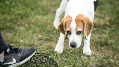 Anti-Giftköder-Training