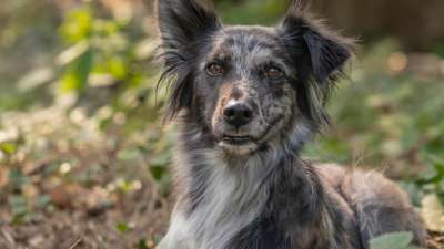 Ein neuer Hund zieht ein