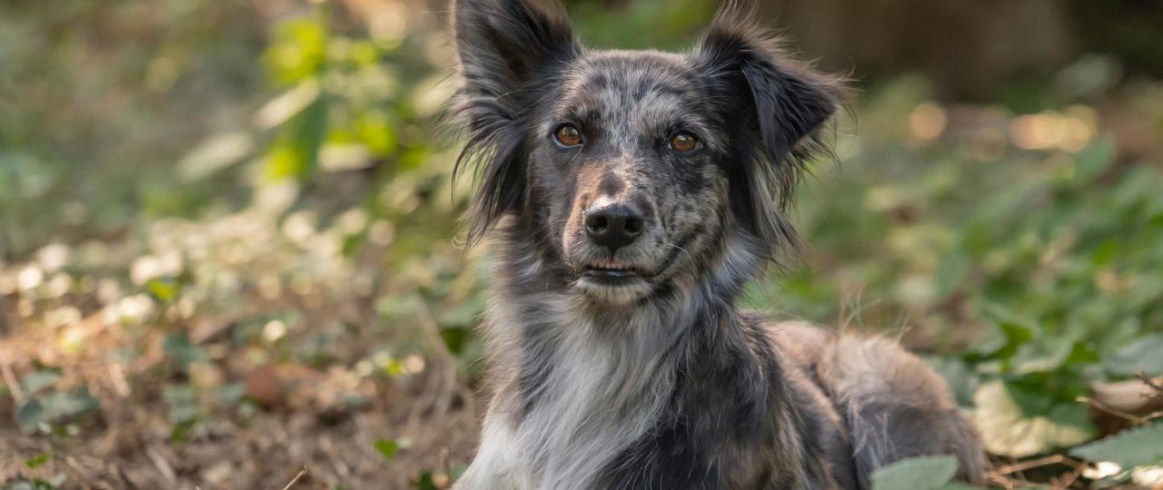 Ein neuer Hund zieht ein