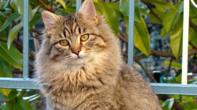 Modul 1: Fundamentale Grundlagen für verantwortungsbewusste Katzeneltern