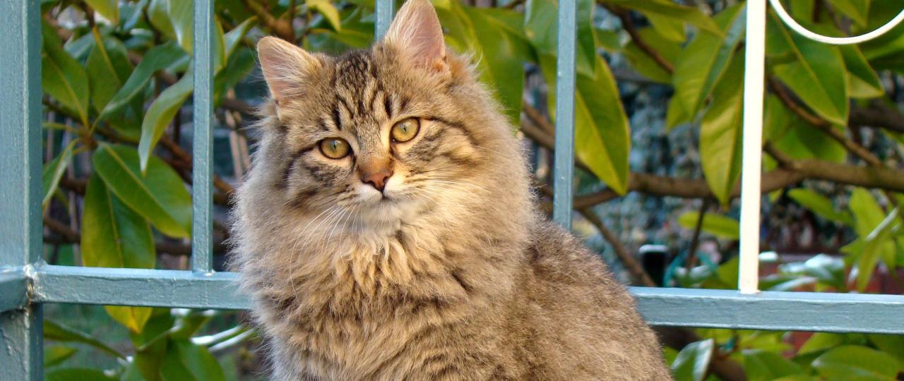 Modul 1: Fundamentale Grundlagen für verantwortungsbewusste Katzeneltern