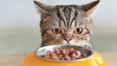 Modul 2: Die richtige Katzennahrung und praktischer Kochkurs