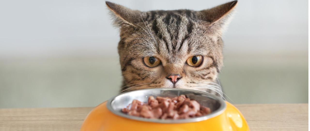 Modul 2: Die richtige Katzennahrung und praktischer Kochkurs