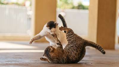 Modul 3: Schluss mit dem Katzenkrieg - Frieden im Mehrkatzenhaushalt