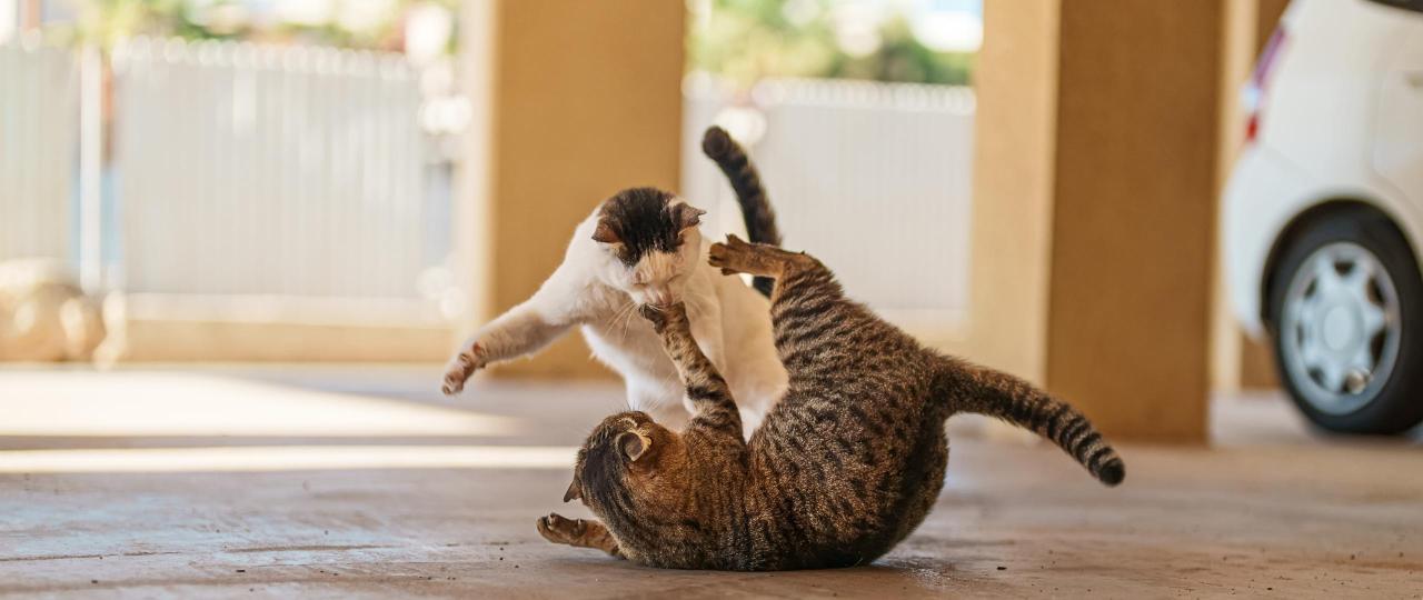 Modul 3: Schluss mit dem Katzenkrieg - Frieden im Mehrkatzenhaushalt