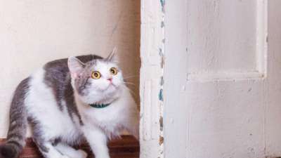 Modul 4: Ängste bei Katzen verstehen, vorbeugen und heilen