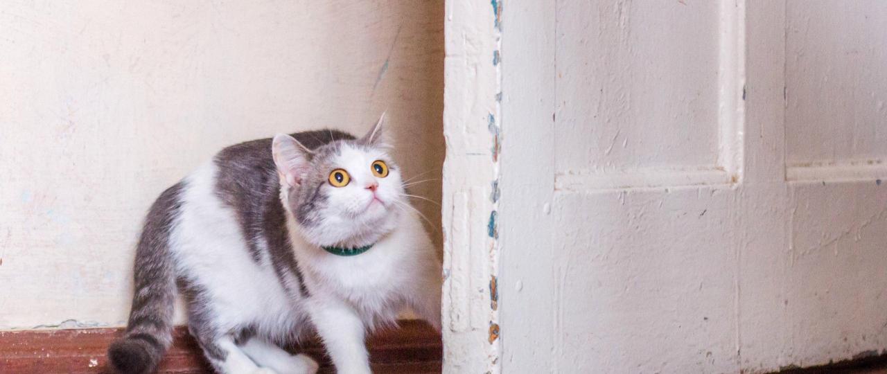 Modul 4: Ängste bei Katzen verstehen, vorbeugen und heilen