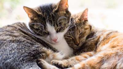 Modul 5: Richtigen Katzenpartner finden und neue/bestehende Vergesellschaften