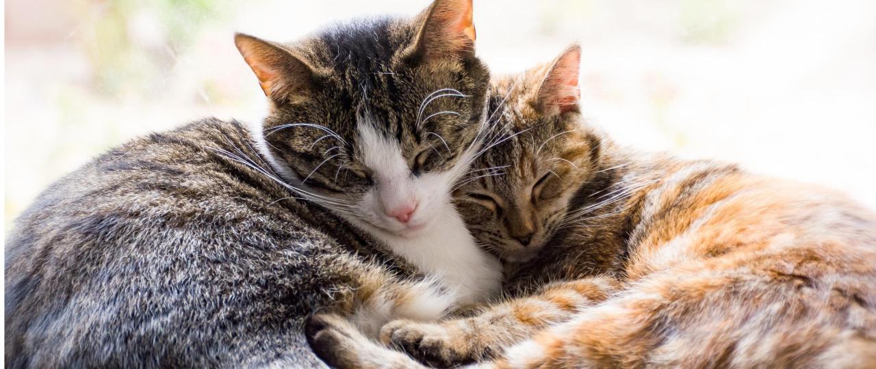 Modul 5: Richtigen Katzenpartner finden und neue/bestehende Vergesellschaften