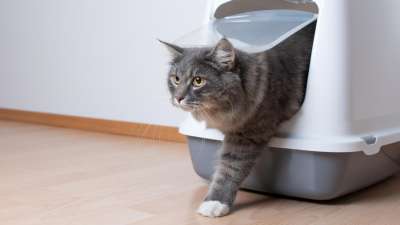Modul 6: Katzenklo Management