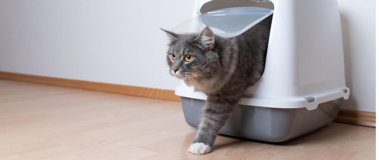 Modul 6: Katzenklo Management