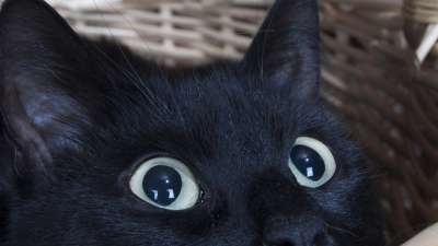 Modul 8: Ängstlichen Katzen helfen