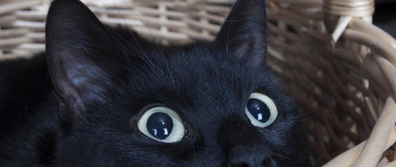 Modul 8: Ängstlichen Katzen helfen