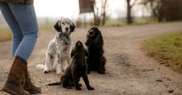 Rhöner Schnauzen