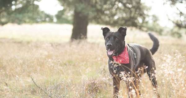 Veterinärdienst und Verbraucherschutz