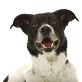 Hundeschule Mariposa