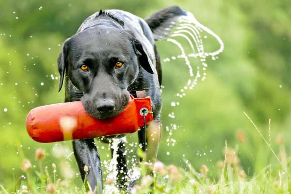 Hundeschule Axstedt - Trainingszentrum für Hund & Halter