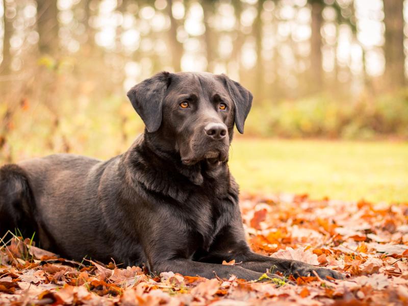 Birte Kapps Naturheilpraxis für Tiere