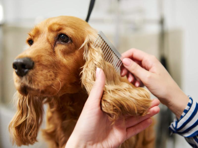 Petra Seibt-Heß Hundesalon