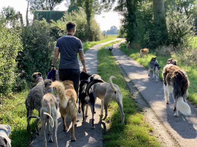 Ines Kivelitz Hundepension- und training